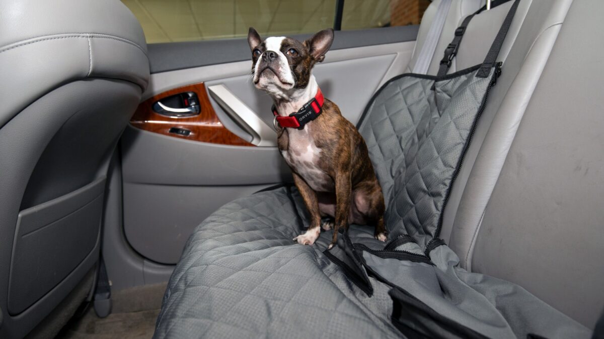 On-the-Go Comfort: Choosing the Right Dog Cover for Your Backseat