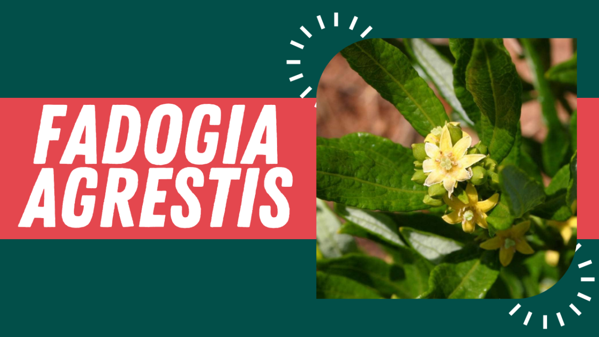 What Is Fadogia Agrestis and How Does It Work?