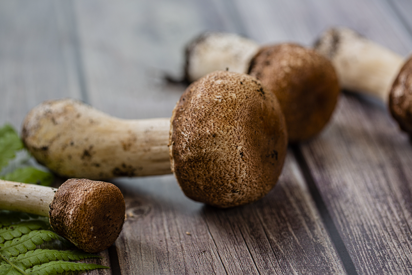 Close-up of Agaricus blazei Murill (ABM) mushrooms