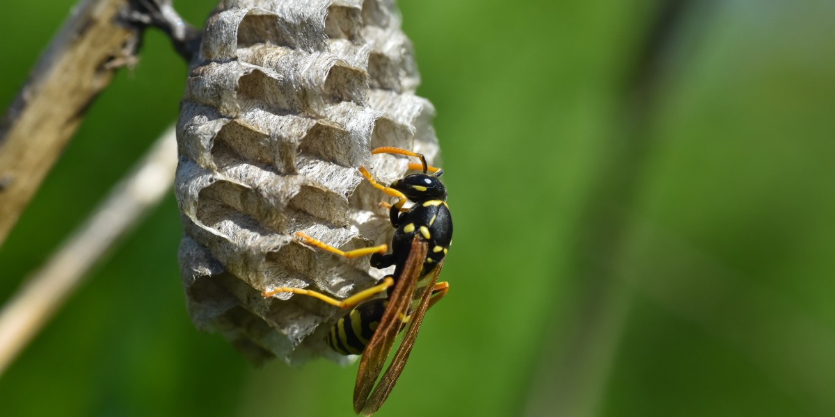 Ultimate Guide to Wasp Control in Burnaby This Summer